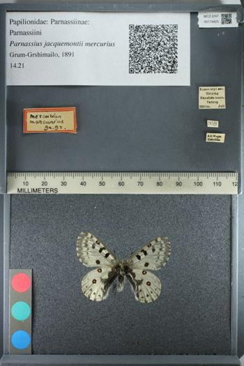 Media type: image;   Entomology 174825